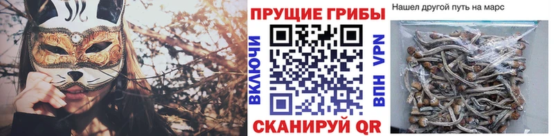 купить наркотики цена  Орлов  Галлюциногенные грибы Cubensis 